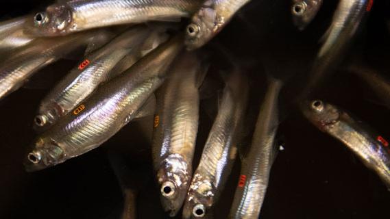 A close-up view of a group of smelt fish in the Sacramento-San Joaquin Delta